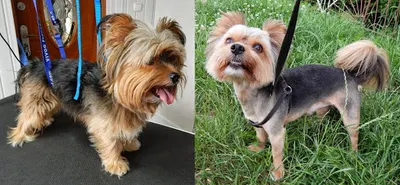 AMICUS - MOBILNY FRYZJER DLA MAŁYCH PSÓW I KOTÓW